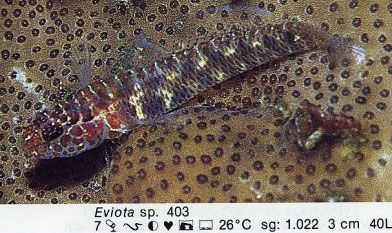Eviota sp